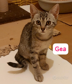 Piccoli amici aspettano una famiglia