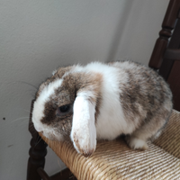 Coniglio ariete nano