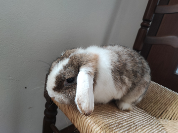 Coniglio ariete nano