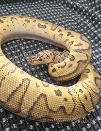 Pitone reale / python regius