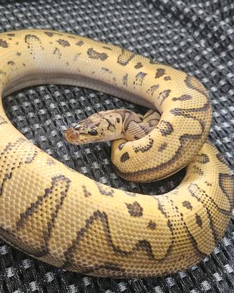 Pitone reale / python regius