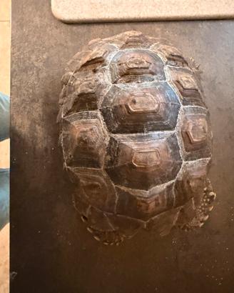 Coppia Sulcata