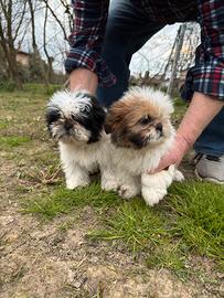 Cuccioli di Shih Tzu Shitzu