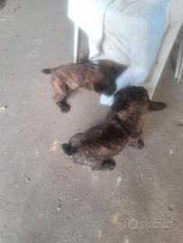 Bulldog francesi maschi