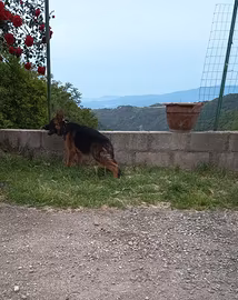Cucciola di pastore tedesco