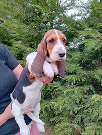 Cuccioli bassethound basset hound