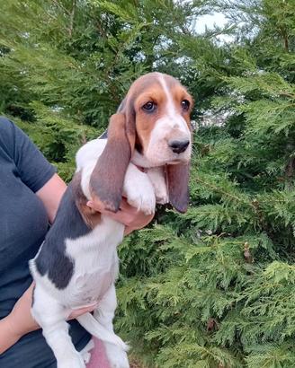 Cuccioli bassethound basset hound