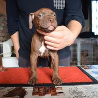 Cuccioli di Pitbull