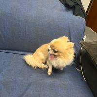 Chihuahua toys