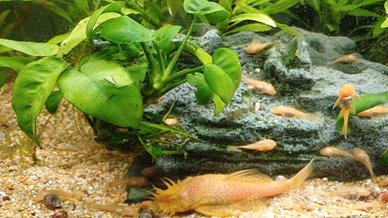 Ancistrus Gold