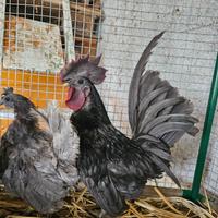 Gallo chabo a faccia nera