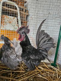 Gallo chabo a faccia nera