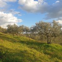 Uliveto a Lugnano in Teverina