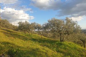 Uliveto a Lugnano in Teverina