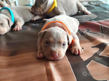 Pitbull