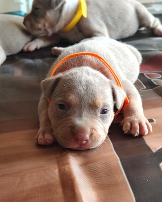 Pitbull