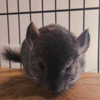 Cincillà maschietto