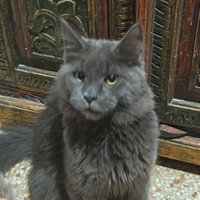 Maine Coon Maschietto Blu