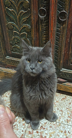 Maine Coon Maschietto Blu