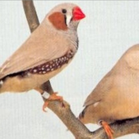 Selezione del Mandarino.MAGGIORATO