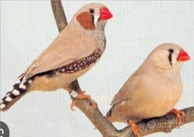 Selezione del Mandarino.MAGGIORATO