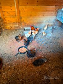 Araucana