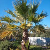 Washingtonia filifera - altezza 80cm in vaso