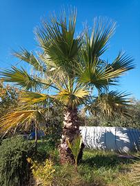 Washingtonia filifera - altezza 80cm in vaso