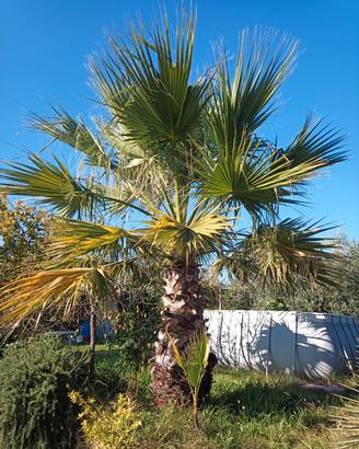 Washingtonia filifera - altezza 80cm in vaso