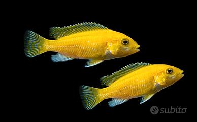 Labidochromis caeruleus yellow