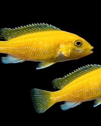 Labidochromis caeruleus yellow
