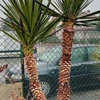 Baionetta spagnola  (yucca aloifolia) resistentiss