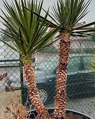 Baionetta spagnola  (yucca aloifolia) resistentiss