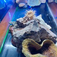 acquario grande 40x100 marino /dolce 