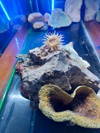 acquario grande 40x100 marino /dolce 