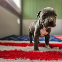 Cuccioli amstaff