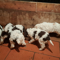 Lagotto romagnolo