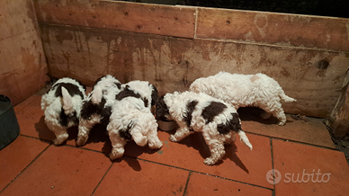 Lagotto romagnolo