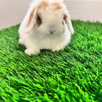 Ariete Nano Mini Lop