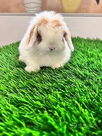 Ariete Nano Mini Lop