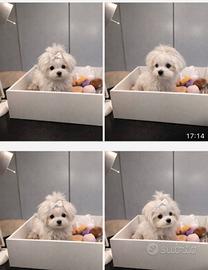 Maltese "mini toy" coreano disponibile subito