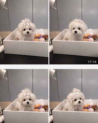 Maltese "mini toy" coreano disponibile subito