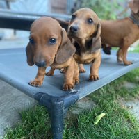 Cuccioli di bassotto tedesco nano pelo raso