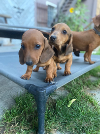 Cuccioli di bassotto tedesco nano pelo raso