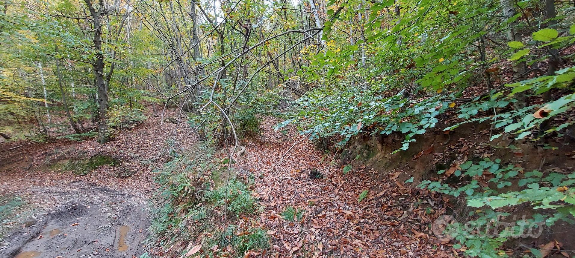 Terreno boschivo - Vista 5
