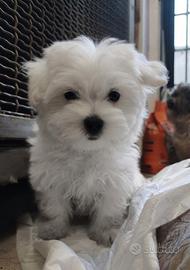 Meraviglioso cucciolo maltese