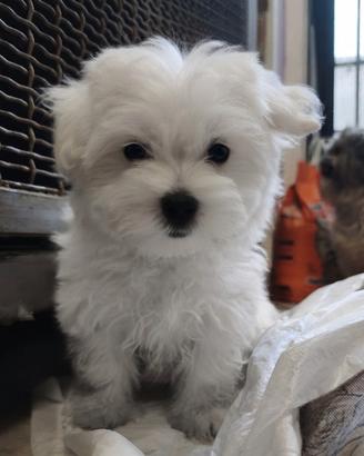 Meraviglioso cucciolo maltese
