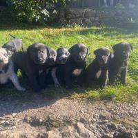 Cuccioli di cane Pastore del Lagorai