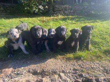 Cuccioli di cane Pastore del Lagorai