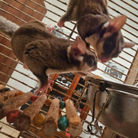 Coppia petauri dello zucchero